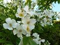 musk rose